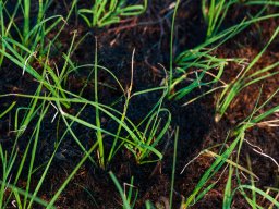 IMGP4939_Frisk graes